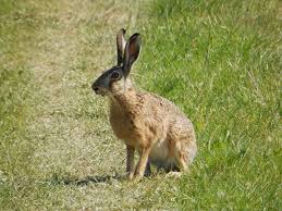 Attēlu rezultāti vaicājumam “Lepus sp.”