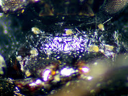 Attēlu rezultāti vaicājumam “Prionychus ater”