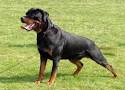Guard Dog Training | Family Watch Dogs | Protection Dogs ...