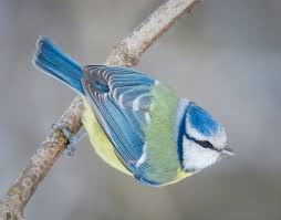 Image result for Cyanistes caeruleus