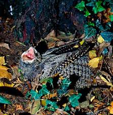 Attēlu rezultāti vaicājumam “Caprimulgus europaeus eggs”