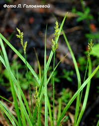 Attēlu rezultāti vaicājumam “Carex elongata”