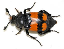 Attēlu rezultāti vaicājumam “Nicrophorus vespillo”
