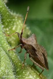Attēlu rezultāti vaicājumam “Coreus marginatus imago”