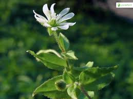 Attēlu rezultāti vaicājumam “Myosoton aquaticum flower”