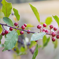 Attēlu rezultāti vaicājumam “Frangula alnus fruit”