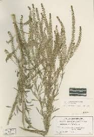 Attēlu rezultāti vaicājumam “Lepidium densiflorum”