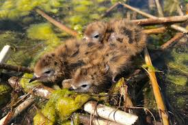 Attēlu rezultāti vaicājumam “Chlidonias niger eggs”