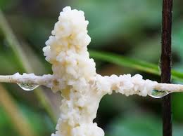 Attēlu rezultāti vaicājumam “Fuligo luteonitens macro”