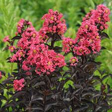 Image result for Lagerstroemia