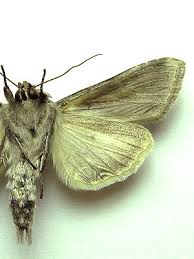 Attēlu rezultāti vaicājumam “Cucullia fraudatrix”