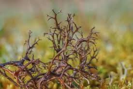 Attēlu rezultāti vaicājumam “Cetraria aculeata”