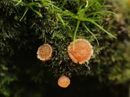 Attēlu rezultāti vaicājumam “Lamprospora tortulae-ruralis”