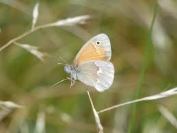 Attēlu rezultāti vaicājumam “Coenonympha tullia”