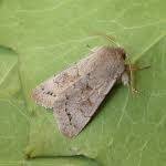 Attēlu rezultāti vaicājumam “Orthosia populeti”