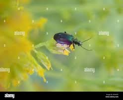 Attēlu rezultāti vaicājumam “Lebia chlorocephala”