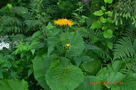 Image result for Telekia speciosa