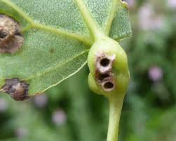 Attēlu rezultāti vaicājumam “Contarinia petioli”