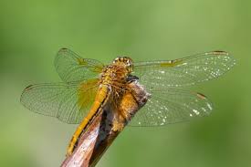 Attēlu rezultāti vaicājumam “Sympetrum flaveolum”