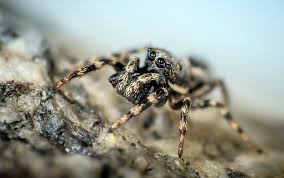 Attēlu rezultāti vaicājumam “Salticus sp.”