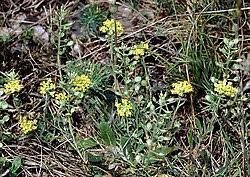 Image result for Alyssum diffusum