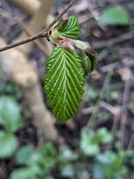 Attēlu rezultāti vaicājumam “Carpinus betulus fruit”