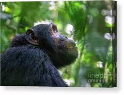 Attēlu rezultāti vaicājumam “Troglodytes troglodytes adult”