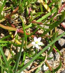 Attēlu rezultāti vaicājumam “Spergularia marina leaf”