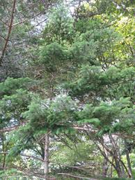 Attēlu rezultāti vaicājumam “Abies veitchii”