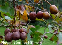 Attēlu rezultāti vaicājumam “Sorbus alnifolia fruit”