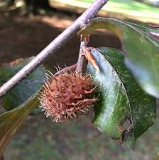 Attēlu rezultāti vaicājumam “Fagus sylvatica fruit”