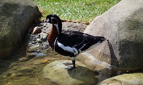 Image result for Branta ruficollis