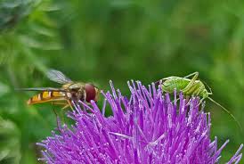 Attēlu rezultāti vaicājumam “Episyrphus balteatus”