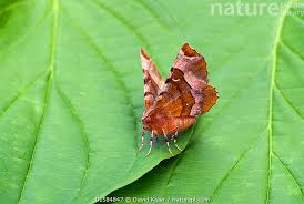 Attēlu rezultāti vaicājumam “Selenia tetralunaria”