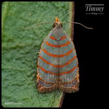 Attēlu rezultāti vaicājumam “Archips podana female”