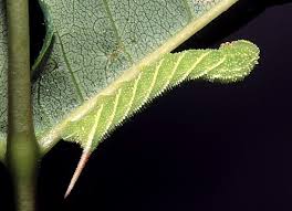 Attēlu rezultāti vaicājumam “Sphinx ligustri larva”