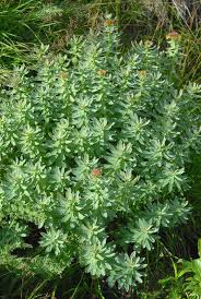 Attēlu rezultāti vaicājumam “Rhodiola rosea flower”