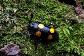 Attēlu rezultāti vaicājumam “Erotylidae”