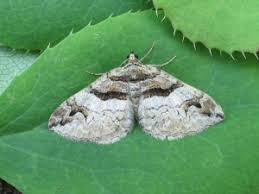 Attēlu rezultāti vaicājumam “Pareulype berberata”