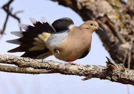 Image result for Zenaida macroura