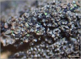 Attēlu rezultāti vaicājumam “Parmeliella triptophylla”