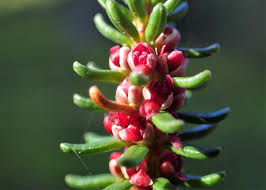 Attēlu rezultāti vaicājumam “Empetrum nigrum flower”