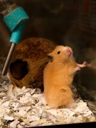 Afbeeldingsresultaat voor hamsters