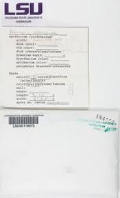 Attēlu rezultāti vaicājumam “Thelopsis rubella”