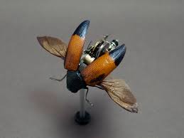 Attēlu rezultāti vaicājumam “Buprestidae”