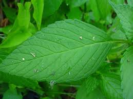 Attēlu rezultāti vaicājumam “Galeopsis bifida”