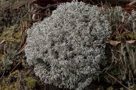 Attēlu rezultāti vaicājumam “Cladonia”