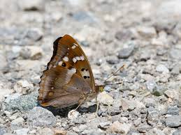 Attēlu rezultāti vaicājumam “Apatura ilia male”