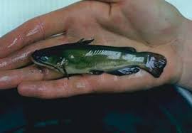 Image result for Ameiurus melas