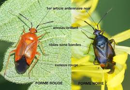 Attēlu rezultāti vaicājumam “Deraeocoris ruber”